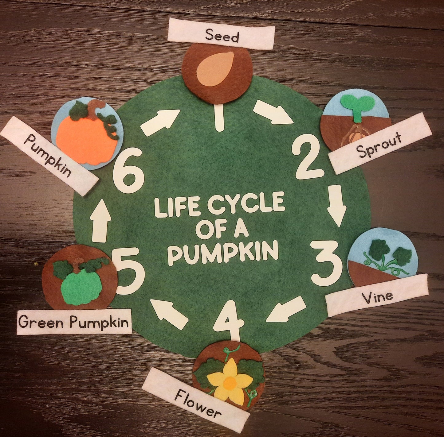 105- Pumpkin Life Cycle