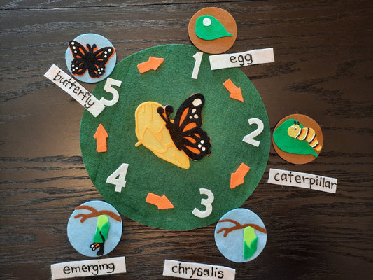 032- Butterfly Lifecycle
