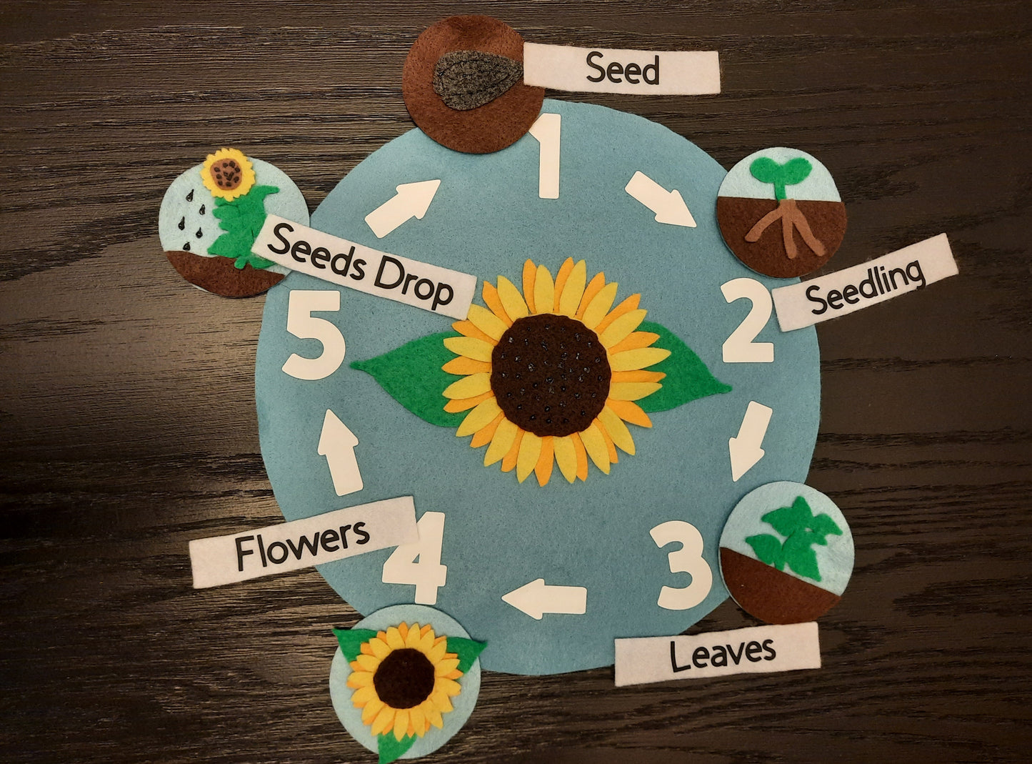 040- Sunflower Lifecycle